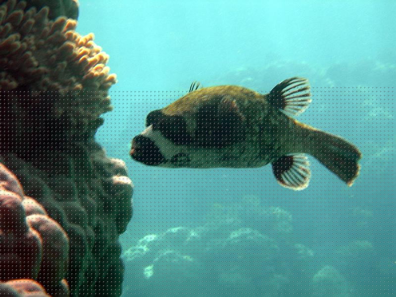 SAFAGA 07  2008 184.jpg